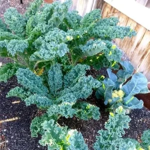 Kale Live Plants - Set of 2, 4 Inch Pot, Hardy Vegetable for Planting - Image 1