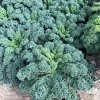 Kale Live Plants – Vegetable – Set of 2 – 4 Inch Pots – Full Sun - Image 1