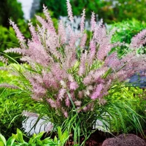 Karley Rose Pink Fountain Grass Live Plant - Pennisetum Orientale Starter, 5-8