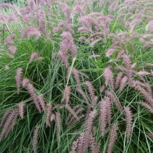 Karley Rose Pink Fountain Grass Live Plant - Pennisetum Orientale Starter, 5-8