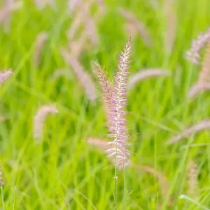 Karley Rose Pink Fountain Grass Live Plant - Pennisetum Orientale Starter, 5-8