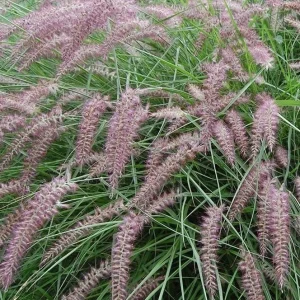 Karley Rose Pink Fountain Grass Live Plant - Pennisetum Orientale Starter, 5-8