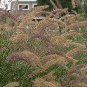 Karley Rose Pink Fountain Grass Live Plant - Pennisetum Orientale Starter, 5-8