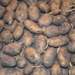 KENNEBEC Seed Potatoes - Spring, CERTIFIED Seed Potato - Non-Gmo Heirloom Plant Tuber Spud - Image 2