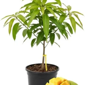 Kent Mango Tree Live Plant – Grafted – 3 Gallon Pot – Sweet Tropical Fruit – Outdoor - Image 2