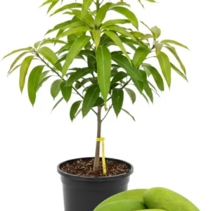 Kent Mango Tree Live Plant – Grafted – 3 Gallon Pot – Sweet Tropical Fruit – Outdoor - Image 3