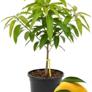 Kent Mango Tree Live Plant – Grafted, 3 Gallon Pot, Sweet Tropical Fruit - Image 4