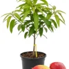 Kent Mango Tree Live Plant – Grafted – 3 Gallon Pot – Sweet Tropical Fruit – Outdoor - Image 1