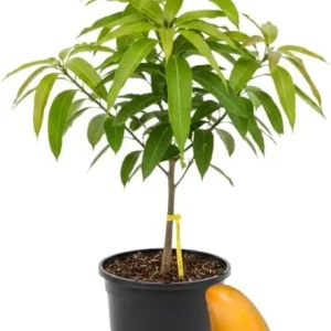 Kent Mango Tree Live Plant – Grafted, 3 Gallon Pot, Sweet Tropical Fruit - Image 5