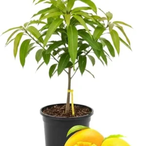 Kent Mango Tree Live Plant – Grafted – 3 Gallon Pot – Sweet Tropical Fruit – Outdoor - Image 7