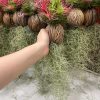 12 Air Plants Tillandsia Live Houseplants – Green Lonantha, Easy Care