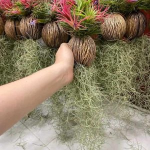 12 Air Plants Tillandsia Live Houseplants – Green Lonantha, Easy Care