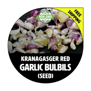 Kranagasger Red Hardneck Garlic Bulbils - Non-GMO Heirloom Seed - Grow Bulbs & Cloves - 50+ or 100+ Count - Image 1