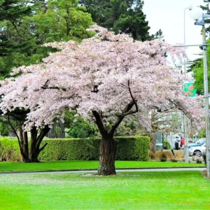 Kwanzan Flowering Cherry Tree Live Plant - Pink Double Blooms, 2.5 Inch Pot - Image 3