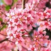 Kwanzan Flowering Cherry Tree Live Plant - Pink Double Blooms, 2.5 Inch Pot - Image 1