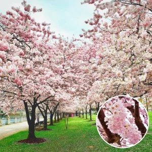 Kwanzan Flowering Cherry Tree Live Plant - Pink Double Blooms, 2.5 Inch Pot - Image 5