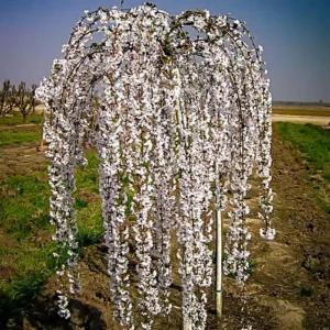 Kwanzan Flowering Cherry Tree Live Plant - Pink Double Blooms, 2.5 Inch Pot - Image 6