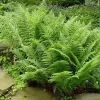 Lady Fern Bare Roots - 10 Pack, 3-5 Inches Tall, Outdoor Ground Cover Plants - Image 1