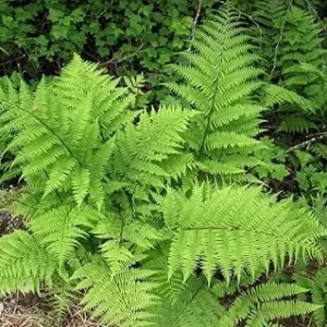 Lady Fern Live Bare Roots - 10 Pack Outdoor Fern Plants for Gardening - Image 3
