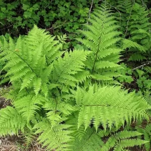 Lady Fern Live Bare Roots - 10 Pack Outdoor Fern Plants for Gardening - Image 7