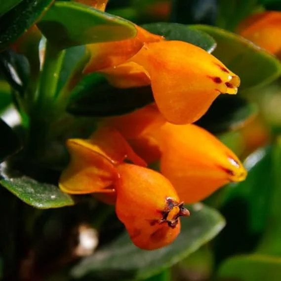 Lady Goldfish Live Plant 4" Potted Tropical Indoor Trailing Houseplant - Image 5