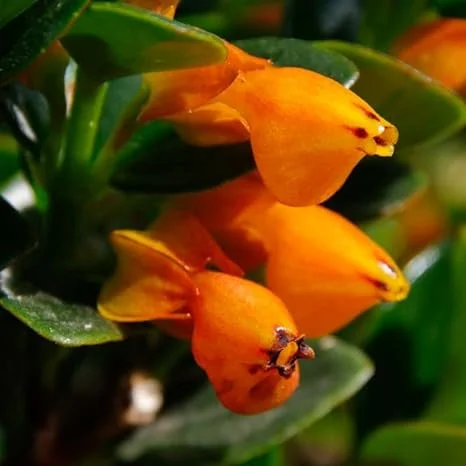 Lady Goldfish Live Plant 4" Potted Tropical Indoor Trailing Houseplant - Image 7