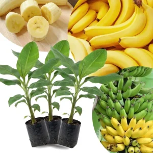 Lakatan Banana Plants Live - 3 Pack, 3-5