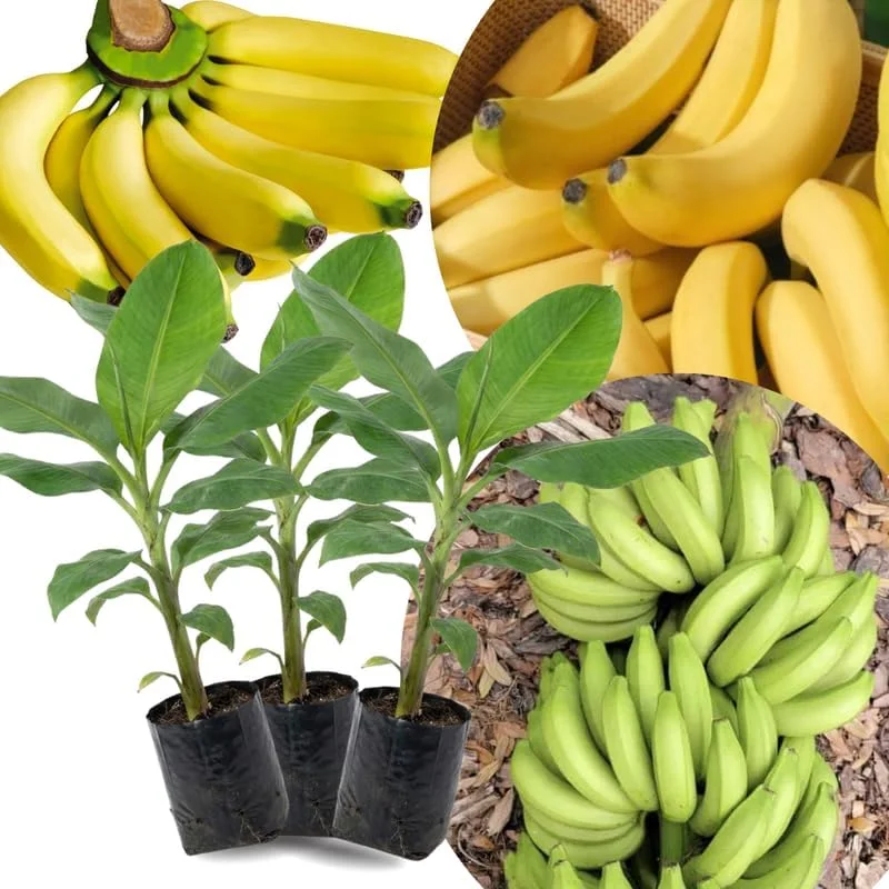 Lakatan Banana Plants Live - 3 Pack, 3-5" Tall Starter Plugs, Fast-Growing, Cold Hardy - Image 3