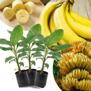 Lakatan Banana Plants Live - 3 Pack, 3-5