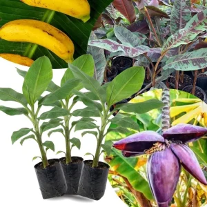 Lakatan Banana Plants Live - 3 Pack, 3-5