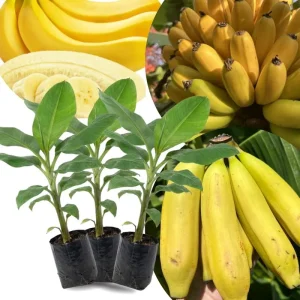 Lakatan Banana Plants Live - 3 Pack, 3-5