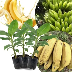 Lakatan Banana Plants Live - 3 Pack, 3-5