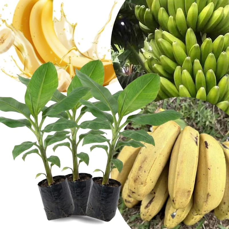 Lakatan Banana Plants Live - 3 Pack, 3-5" Tall Starter Plugs, Fast-Growing, Cold Hardy - Image 7