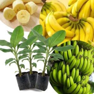 Lakatan Banana Plants Live - 3 Pack, 3-5