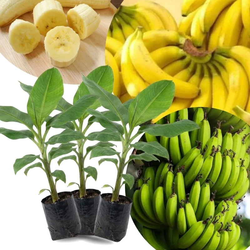 Lakatan Banana Plants Live - 3 Pack, 3-5" Tall Starter Plugs, Fast-Growing, Cold Hardy - Image 1