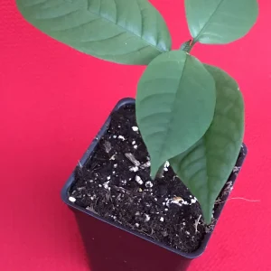 Langsat Fruit Tree Live Plant - Lansium Parasiticum Seedling, 3-6 inch, 2.5 inch Pot - Image 2