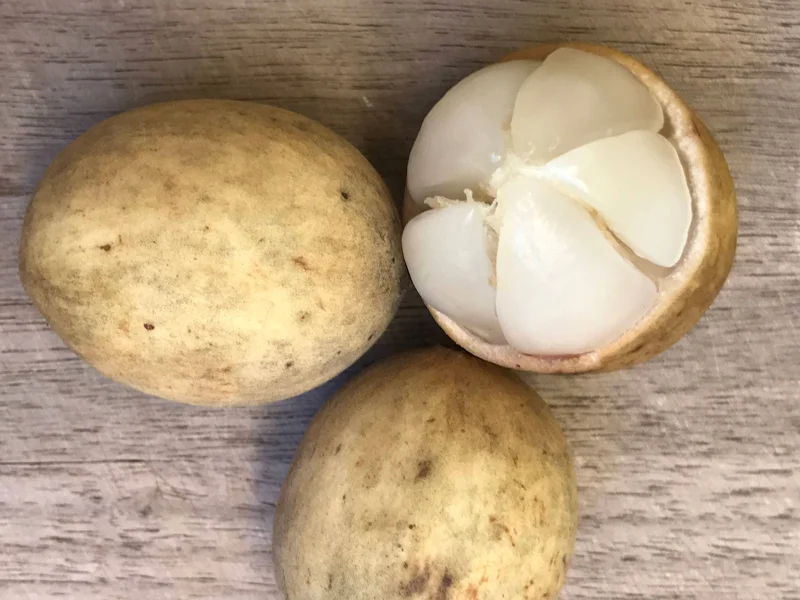 Langsat Fruit Tree Live Plant - Lansium Parasiticum Seedling, 3-6 inch, 2.5 inch Pot - Image 3