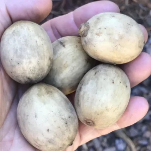 Langsat Fruit Tree Live Plant - Lansium Parasiticum Seedling, 3-6 inch, 2.5 inch Pot - Image 5