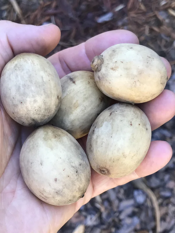 Langsat Fruit Tree Live Plant - Lansium Parasiticum Seedling, 3-6 inch, 2.5 inch Pot - Image 5