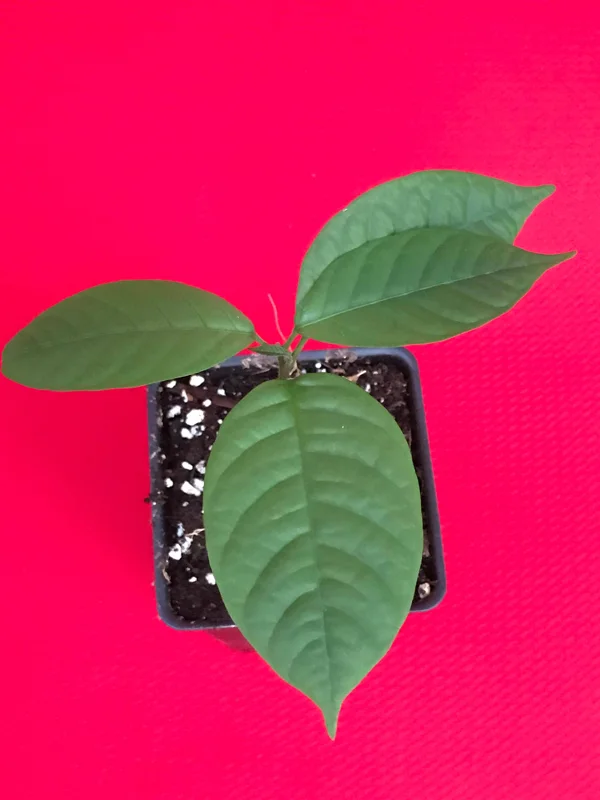 Langsat Fruit Tree Live Plant - Lansium Parasiticum Seedling, 3-6 inch, 2.5 inch Pot - Image 8