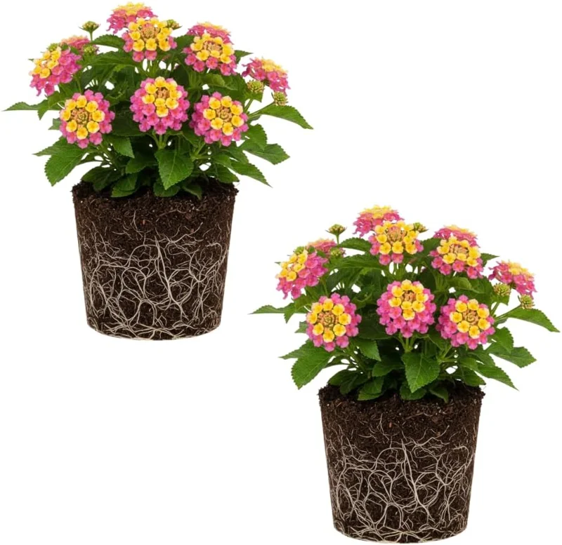 Lantana Live Plant – Trailing Pink, Set of 2, 4-6 Inch Tall, Outdoor - Image 2