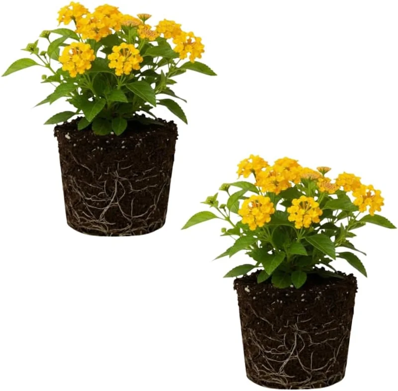 Lantana Live Plant – Trailing Pink, Set of 2, 4-6 Inch Tall, Outdoor - Image 3