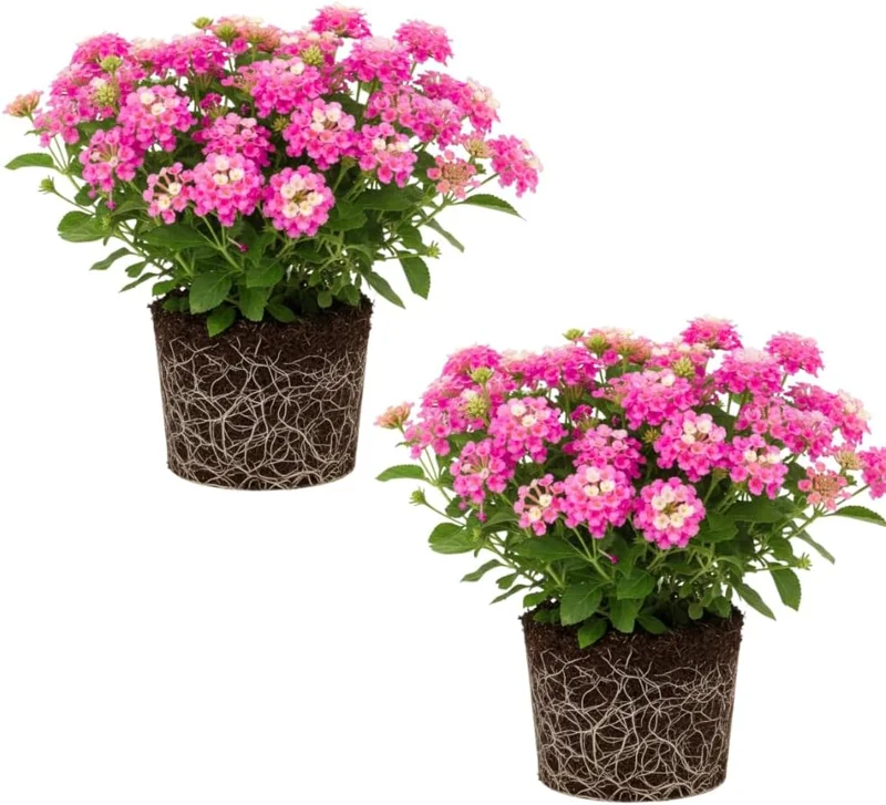 Lantana Live Plant – Trailing Pink, Set of 2, 4-6 Inch Tall, Outdoor - Image 4