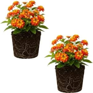 Lantana Live Plant – Trailing Pink, Set of 2, 4-6 Inch Tall, Outdoor - Image 5