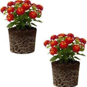 Lantana Live Plant – Trailing Pink, Set of 2, 4-6 Inch Tall, Outdoor - Image 1