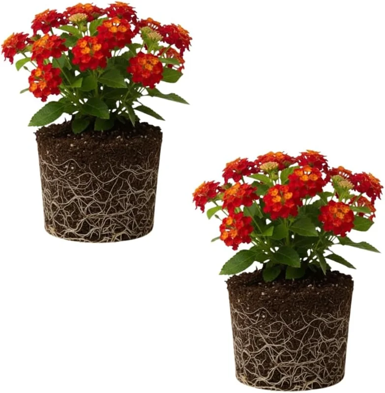 Lantana Live Plant – Trailing Pink, Set of 2, 4-6 Inch Tall, Outdoor - Image 1