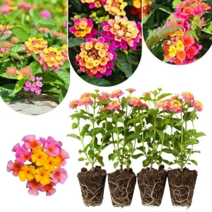 Lantana Live Plants 4-Pack, Hardy Flowering Perennial for Outdoor Planting, 4-8 Inches Tall, Mixed Blooms - Image 11