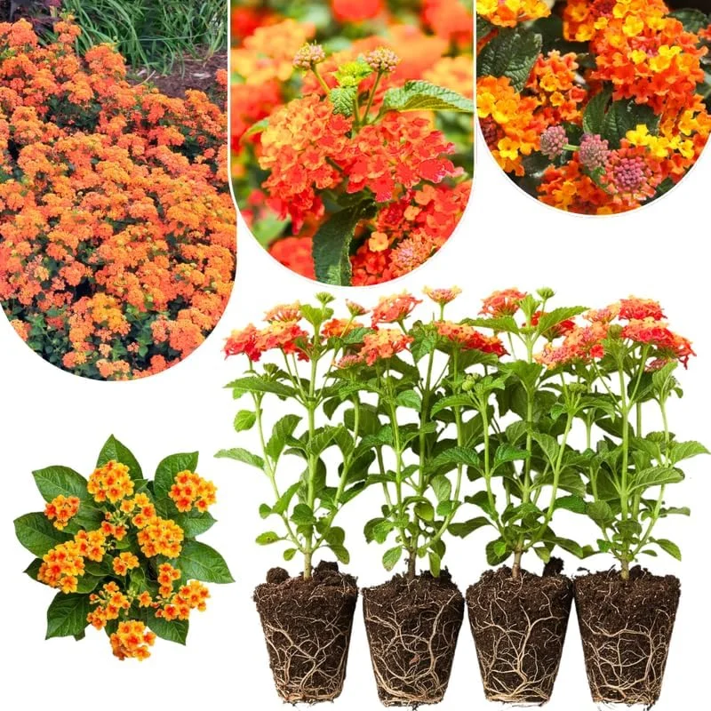 Lantana Live Plants 4-Pack, Hardy Flowering Perennial for Outdoor Planting, 4-8 Inches Tall, Mixed Blooms - Image 12