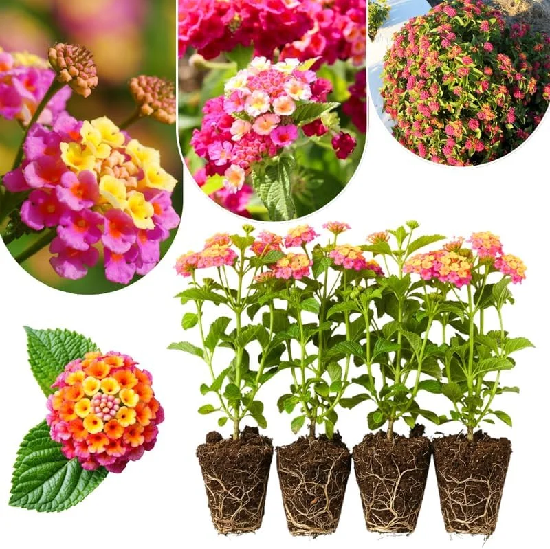 Lantana Live Plants 4-Pack, Hardy Flowering Perennial for Outdoor Planting, 4-8 Inches Tall, Mixed Blooms - Image 2