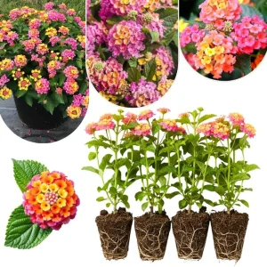 Lantana Live Plants 4-Pack, Hardy Flowering Perennial for Outdoor Planting, 4-8 Inches Tall, Mixed Blooms - Image 3